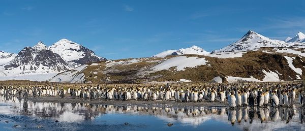 Antarctica-South Georgia Island-Salisbury Plain Panoramic of king penguins reflecting